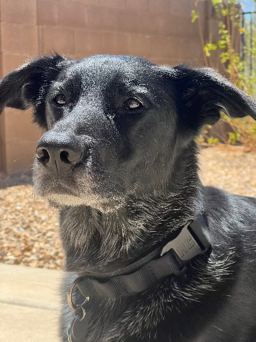 Black dog with a collar outdoors on a sunny day