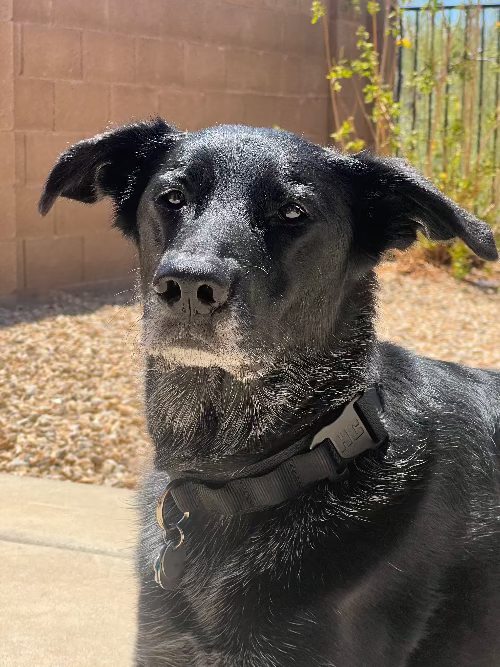 Black dog with a collar standing outdoors on a sunny day